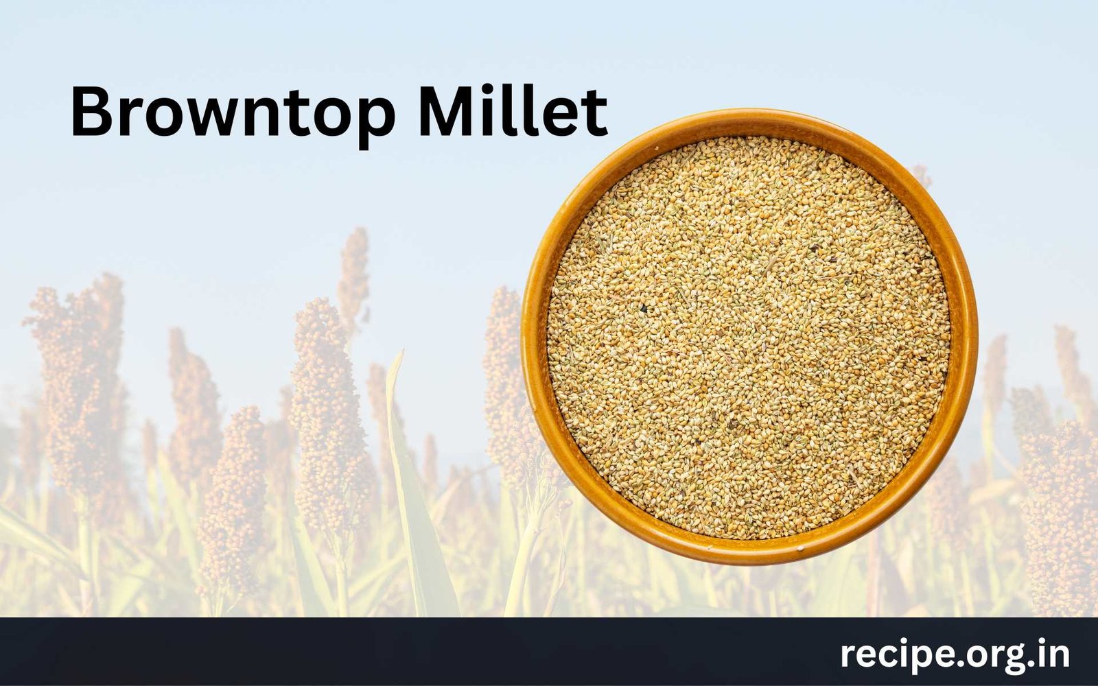 Browntop Millet Nutrition, Diabetic Food, Low GI and GL